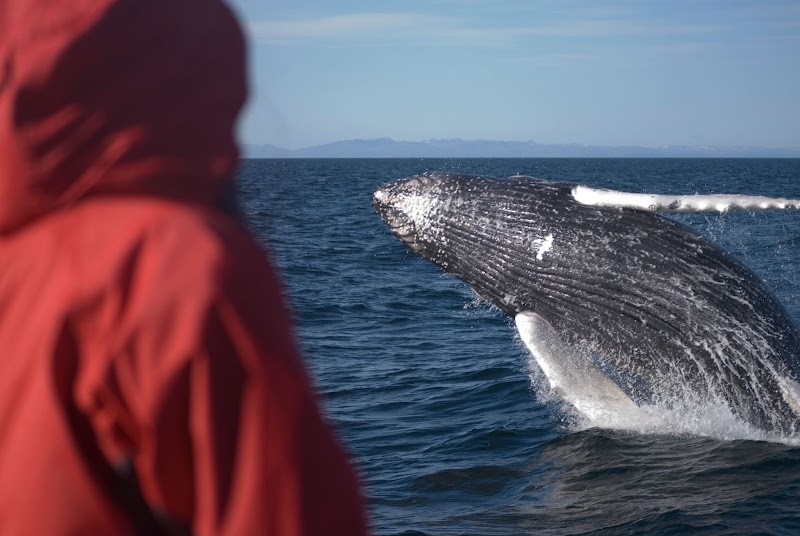 Whale Watching Tour Reykjavik