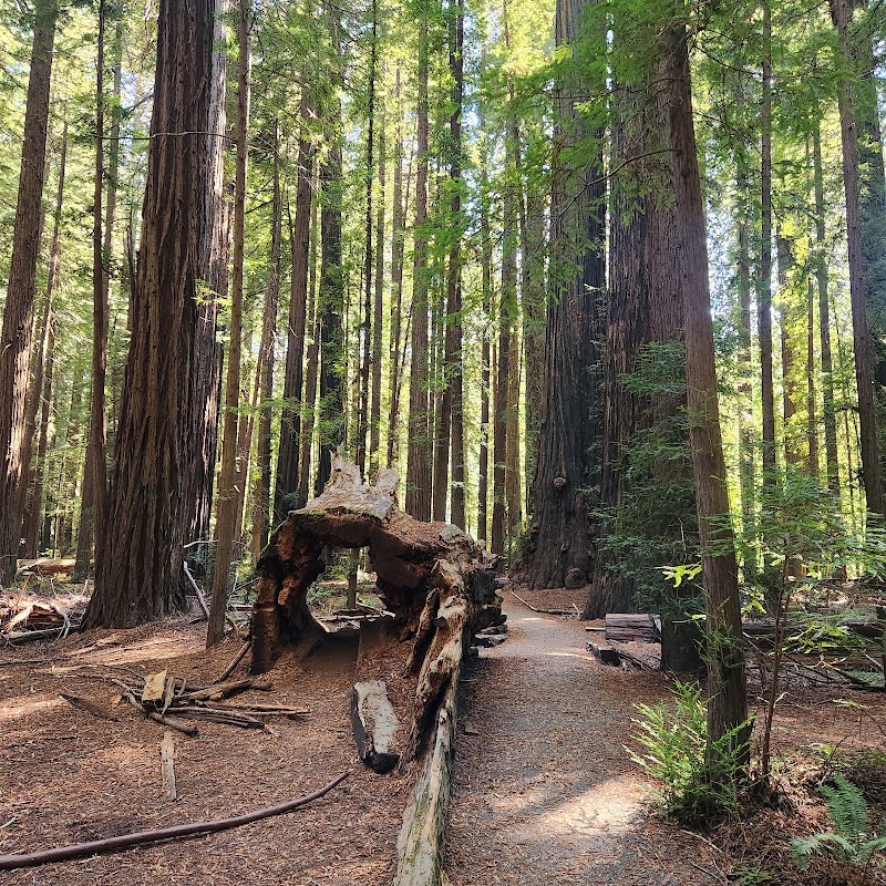 Humboldt Redwoods Visitor Center