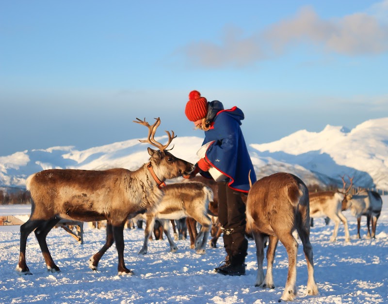 Camp Tamok Sami Reindeer Experience
