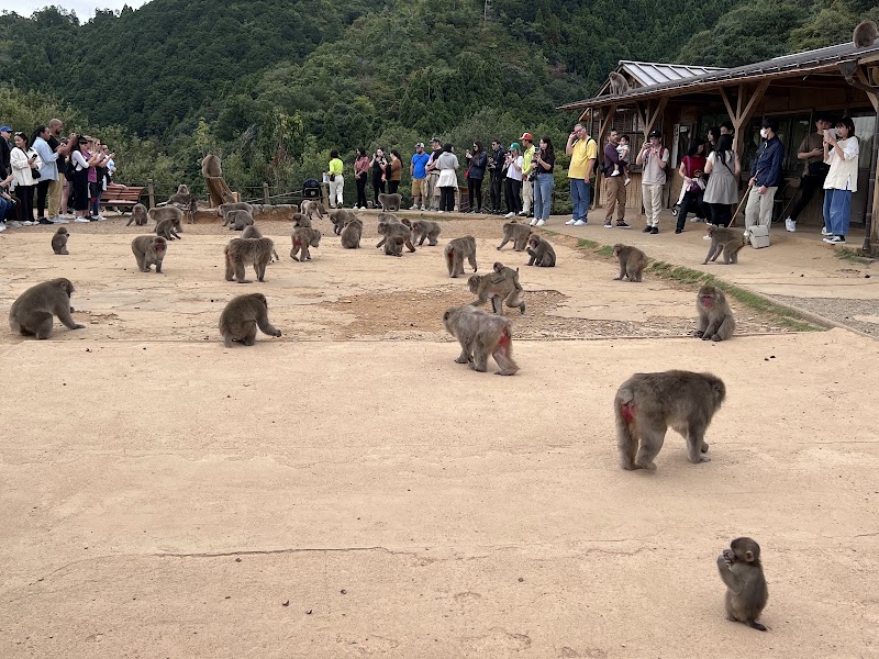 Monkey Park Kyoto