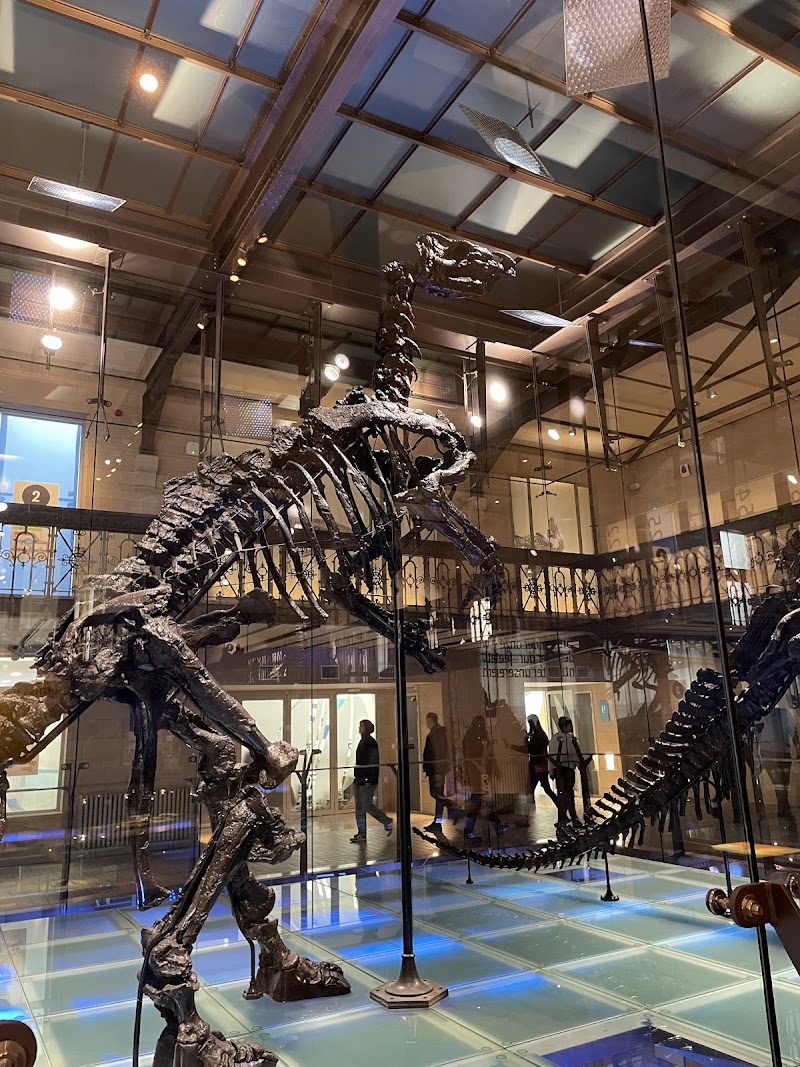 Musee des Sciences Naturelles (Royal Belgian Institute of Natural Sciences)