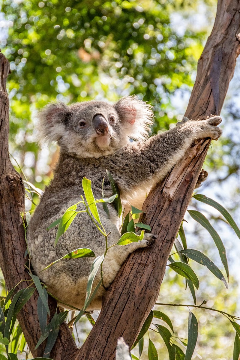 Featherdale Wildlife Park