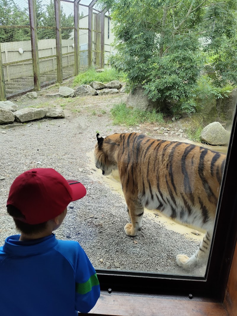 Phoenix Park and Dublin Zoo
