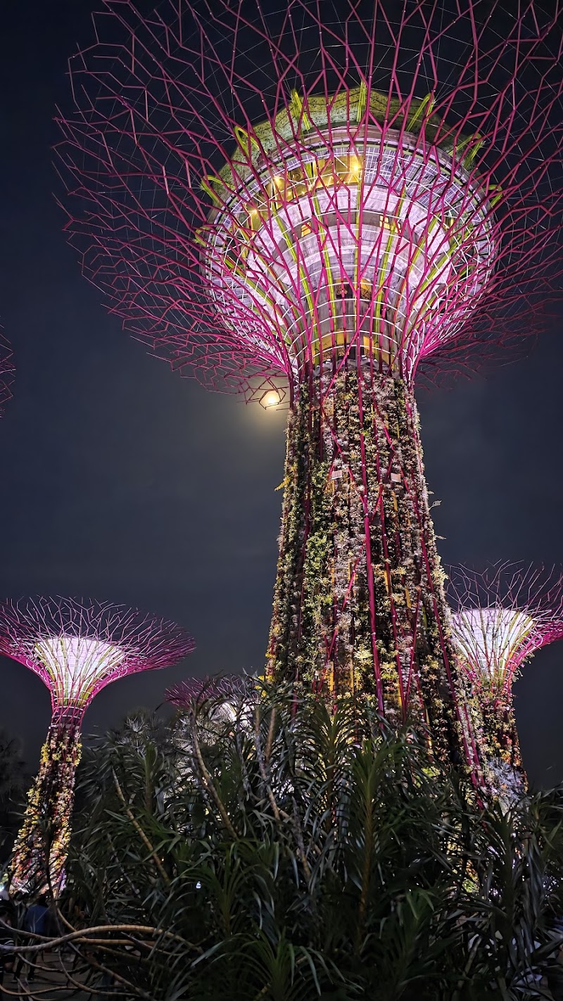 Gardens by the Bay - Supertree Grove