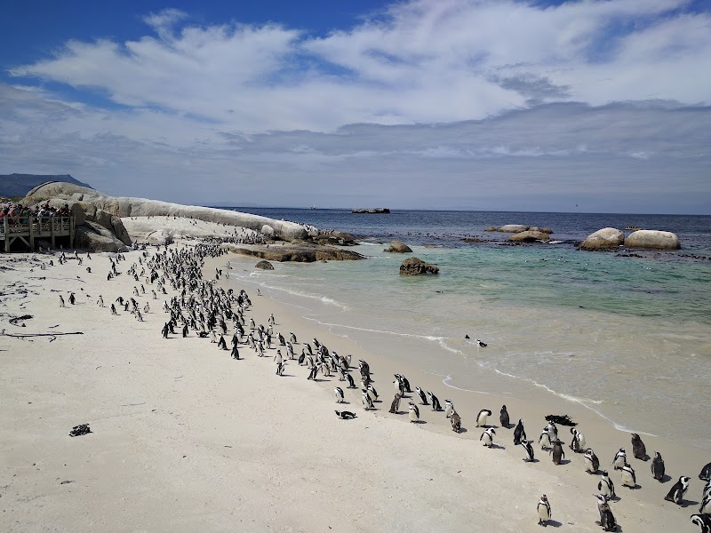 Boulders Beach Penguin Colony