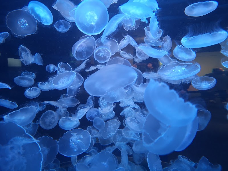 Vancouver Aquarium
