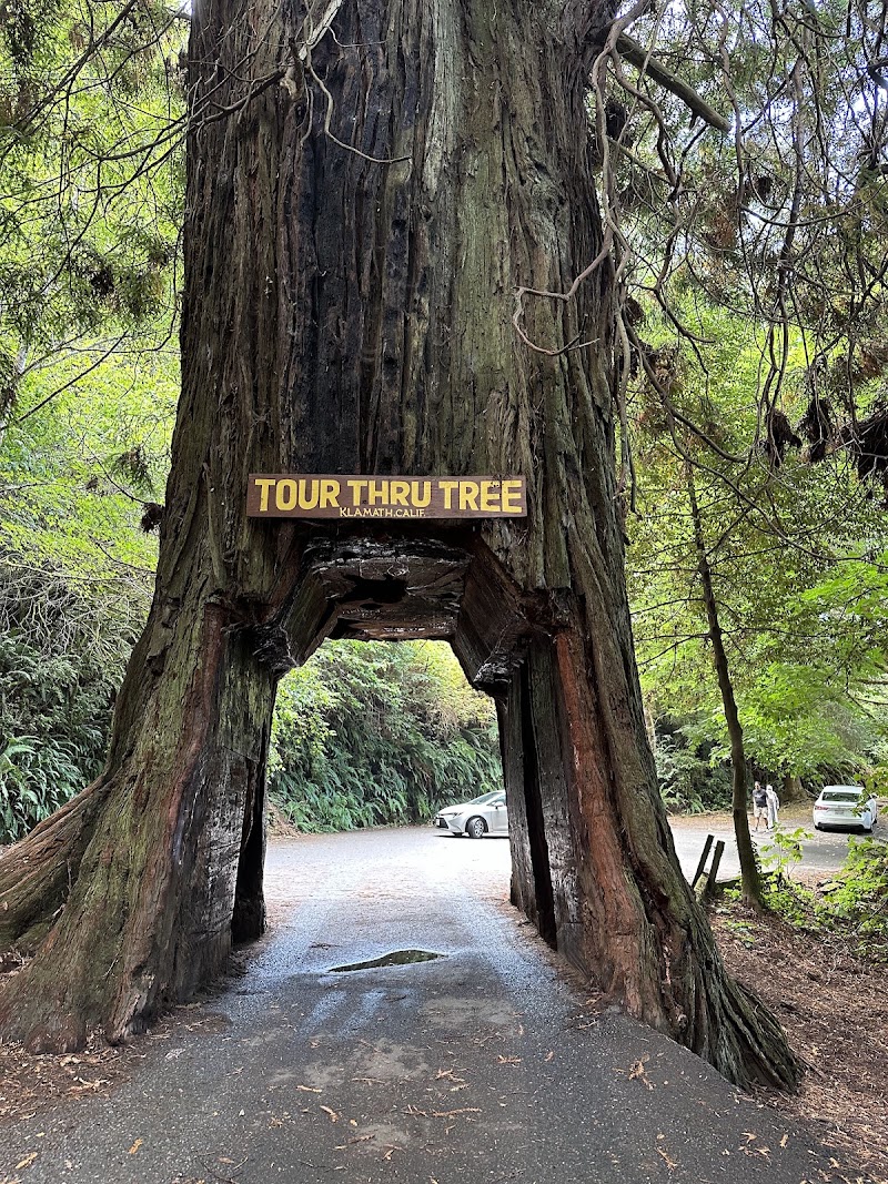 Klamath Tour Thru Tree