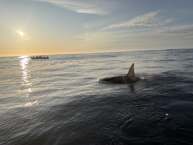 Hvalsafari Whale Watching with Arctic Whale Tours
