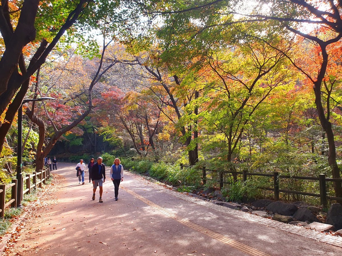 Namsan Park (Namsan Dulle-gil Trail)